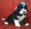 Mini Aussiedoodle For Sale Berlin, OH Male- Badger