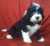 Mini Aussiedoodle For Sale Berlin, OH Male- Badger