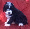 Mini Aussiedoodle For Sale Berlin, OH Male- Badger