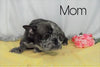 AKC Registered French Bulldog For Sale Wooster OH, Male - Dylan