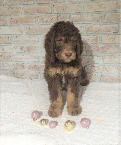 AKC Registered Poodle (Standard) For Sale Homesville, OH Male - Oreo