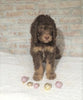 AKC Registered Poodle (Standard) For Sale Homesville, OH Male - Oreo