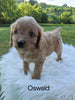 Cavapoo For Sale Dundee, OH Male- Oswald
