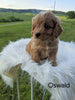 Cavapoo For Sale Dundee, OH Male- Oswald