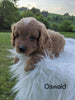 Cavapoo For Sale Dundee, OH Male- Oswald