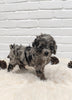 Cockapoo For Sale Dundee OH Male- Navid