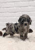 Cockapoo For Sale Dundee OH Male- Navid