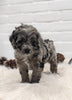 Cockapoo For Sale Dundee OH Male- Navid
