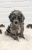 Cockapoo For Sale Dundee OH Male- Navid