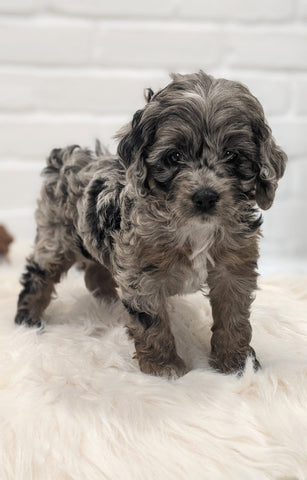 Cockapoo For Sale Dundee OH Male- Navid