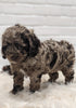 Cockapoo For Sale Dundee OH Male-Dixon