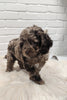 Cockapoo For Sale Dundee OH Male-Dixon