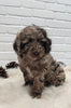 Cockapoo For Sale Dundee OH Male-Dixon