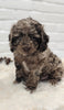 Cockapoo For Sale Dundee OH Male-Dixon