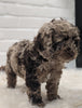 Cockapoo For Sale Dundee OH Male-Dixon
