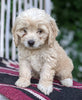 Cockapoo For Sale Dundee OH Female-Melanie