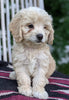 Cockapoo For Sale Dundee OH Female-Melanie