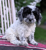 Cockapoo For Sale Dundee OH Female-Cindy