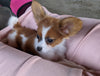 ICA Registered Papillon For Sale Millersburg OH Female-Bella