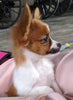 ICA Registered Papillon For Sale Millersburg OH Female-Bella