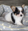 ICA Registered Papillon For Sale Millersburg OH Male-Carter