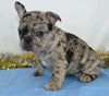 AKC Registered French Bulldog For Sale Wooster, OH Female- Paris