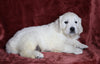 AKC Registered English Cream Golden Retriever For Sale Fredericksburg, OH Male- Parker