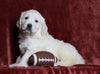 AKC Registered English Cream Golden Retriever For Sale Fredericksburg, OH Male- Parker