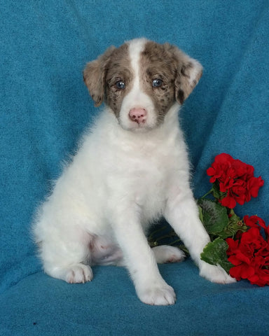 Mini Labradoodle For Sale Millersburg, OH Male- Oliver