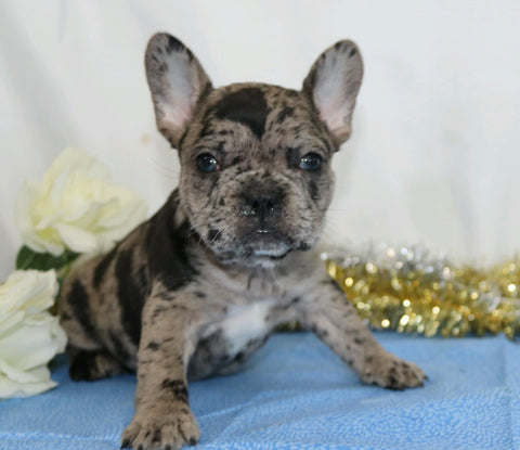AKC Registered French Bulldog For Sale Wooster, OH Female- Paula