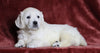 AKC Registered English Cream Golden Retriever For Sale Fredericksburg, OH Female- Peaches