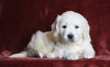 AKC Registered English Cream Golden Retriever For Sale Fredericksburg, OH Female- Peaches