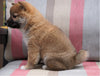 AKC Registered Shiba Inu For Sale Dundee, OH Male- Peanut