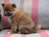 AKC Registered Shiba Inu For Sale Dundee, OH Male- Peanut