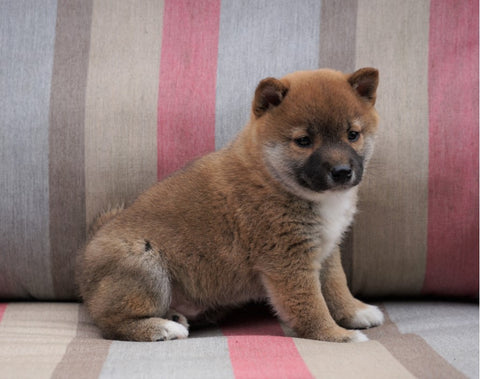 AKC Registered Shiba Inu For Sale Dundee, OH Male- Peanut