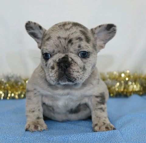 AKC Registered French Bulldog For Sale Wooster, OH Female- Pearl