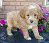 Cockapoo For Sale Millersburg, OH Male- Twinkie