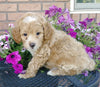 Cockapoo For Sale Millersburg, OH Male- Twinkie