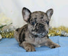 AKC Registered French Bulldog For Sale Wooster, OH Female- Penny