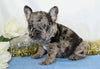 AKC Registered French Bulldog For Sale Wooster, OH Female- Penny