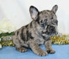 AKC Registered French Bulldog For Sale Wooster, OH Female- Penny