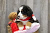 AKC Registered Bernese Mountain Dog For Sale Brinkhaven, OH Female- Penny