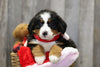 AKC Registered Bernese Mountain Dog For Sale Brinkhaven, OH Female- Penny