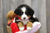 AKC Registered Bernese Mountain Dog For Sale Brinkhaven, OH Female- Penny