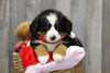 AKC Registered Bernese Mountain Dog For Sale Brinkhaven, OH Female- Penny