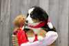 AKC Registered Bernese Mountain Dog For Sale Brinkhaven, OH Female- Penny