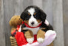 AKC Registered Bernese Mountain Dog For Sale Brinkhaven, OH Female- Penny