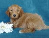 Goldendoodle For Sale Millersburg, OH Male- Pepsi