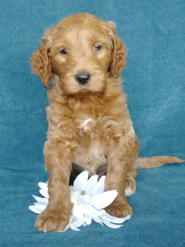 Goldendoodle For Sale Millersburg, OH Male- Pepsi