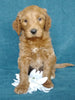 Goldendoodle For Sale Millersburg, OH Male- Pepsi